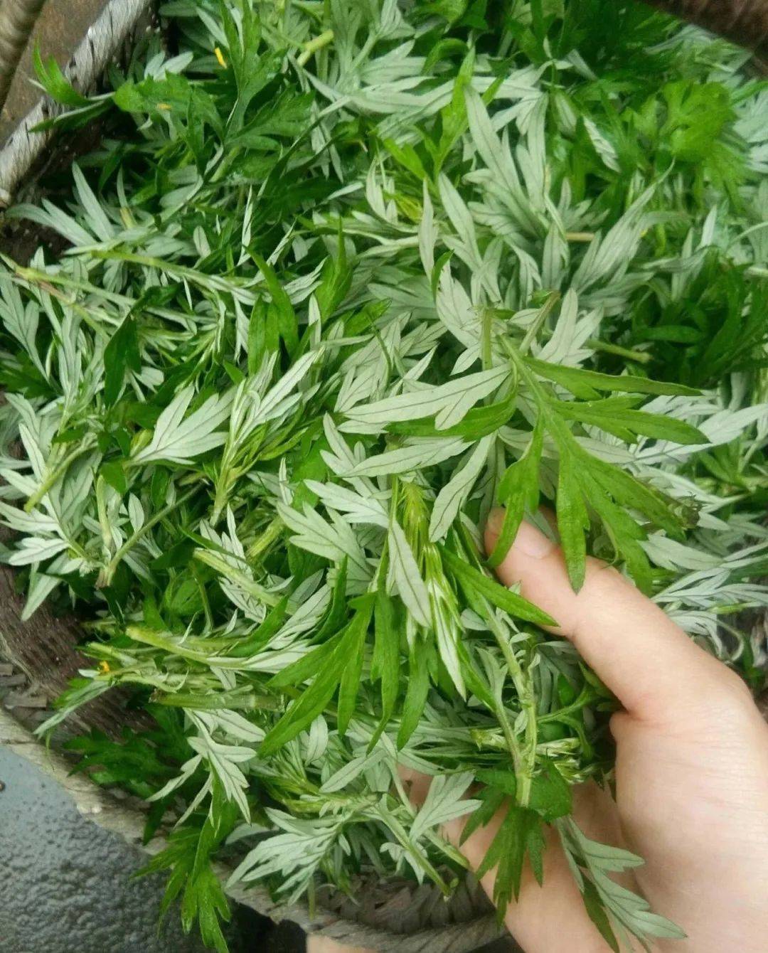 端午时节话艾草作者郭青儿