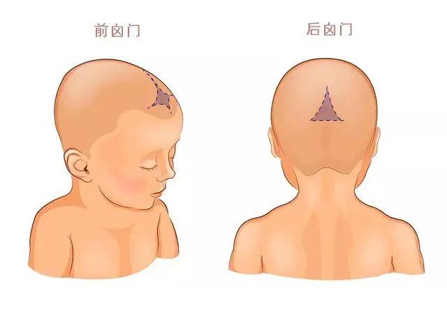 囟门|都要多加注意囟门关乎宝宝大脑发育：闭合时间和这2种异常形态