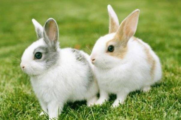 兔子怎么养才算认主人 1c2ee5df44c74bb58a06ecb68a6b409c.jpeg