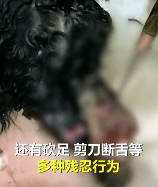 在他的视频中,多只泰迪被电击,开水烫,棍棒打,还有砍足,剪刀断舌等多