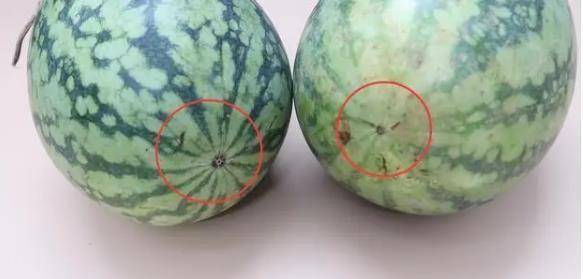 西瓜是什么样才熟 8a0cdeb5eb4a4d60a83e3b534be3a1c0.jpeg