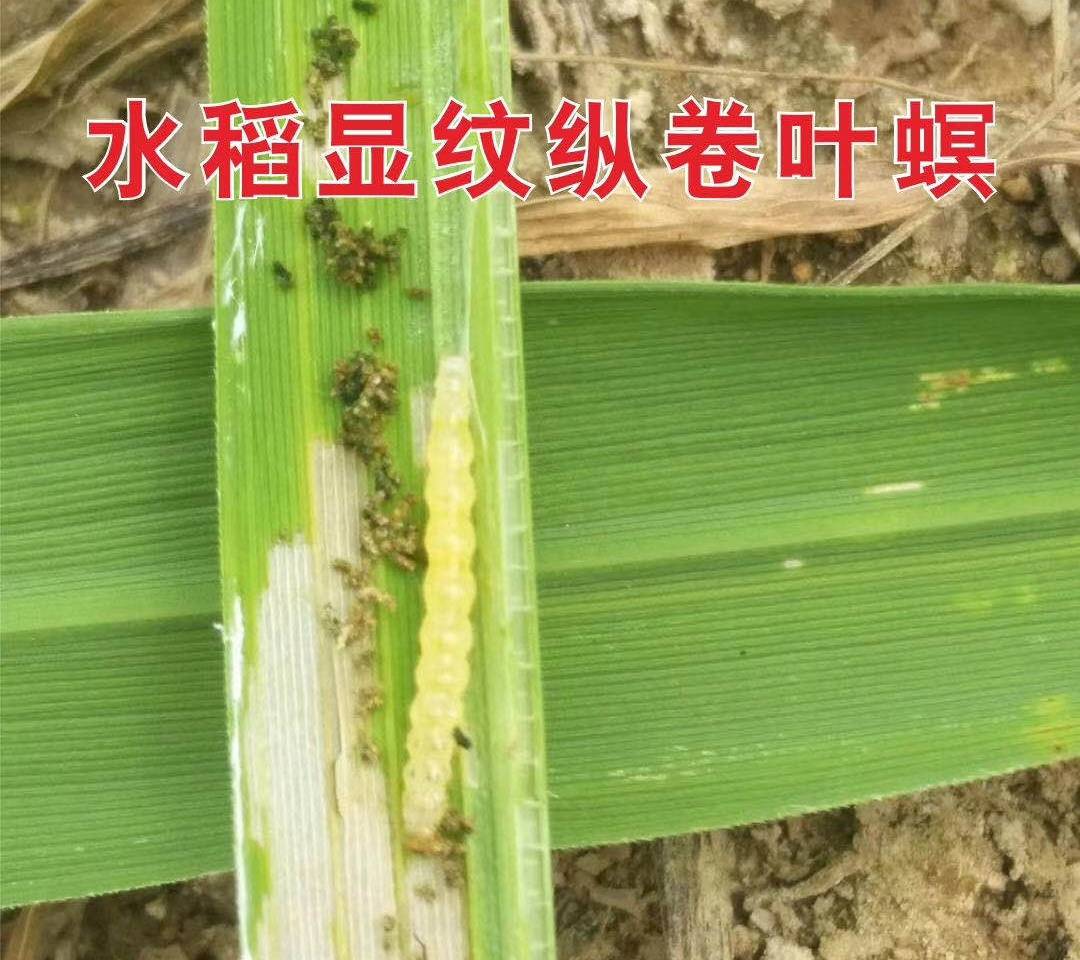 稻纵卷叶螟是水稻上常见的害虫,俗称卷叶虫,以幼虫为害水稻,将稻叶纵