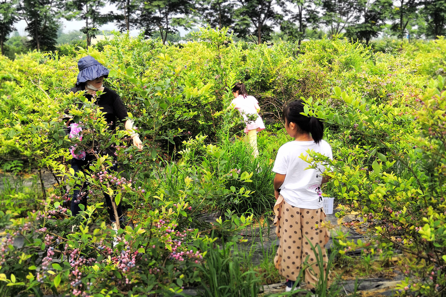 天润果园蓝莓采摘