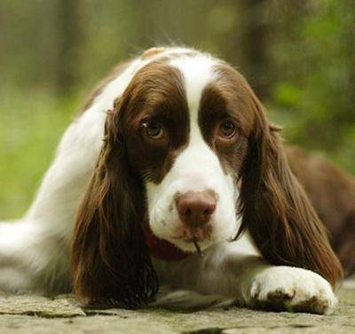 世界上最聪明的狗排名_最聪明的狗排名