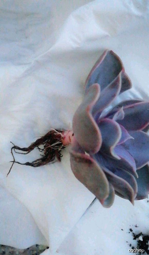 多肉怎么上盆教程视频 a5603dc5040142b2a66a0e3010c83e3c.jpeg