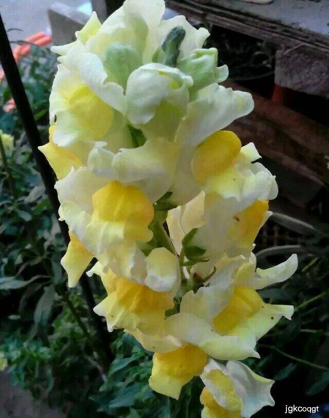 怎么养金鱼草 c3cb249894034399956bab051303dd45.jpeg