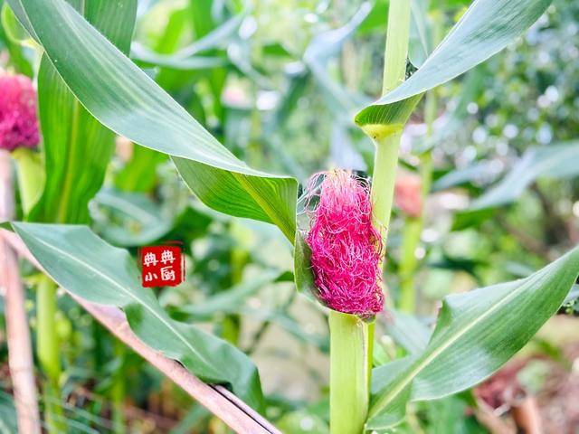 菜园■城里人要花钱买的食材，在老家随处可见，超羡慕