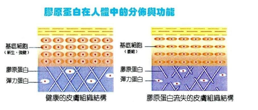 什么是重组人源胶原蛋白(国家专利认证的生物成分)