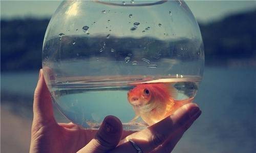 怎么养鱼才不会被发现 5468b9d0836949fab6c8a68761c22411.jpeg
