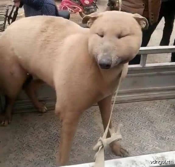 原创农村集市上发现一只长相特别"精致"的狗,走进一看让人笑到喷饭