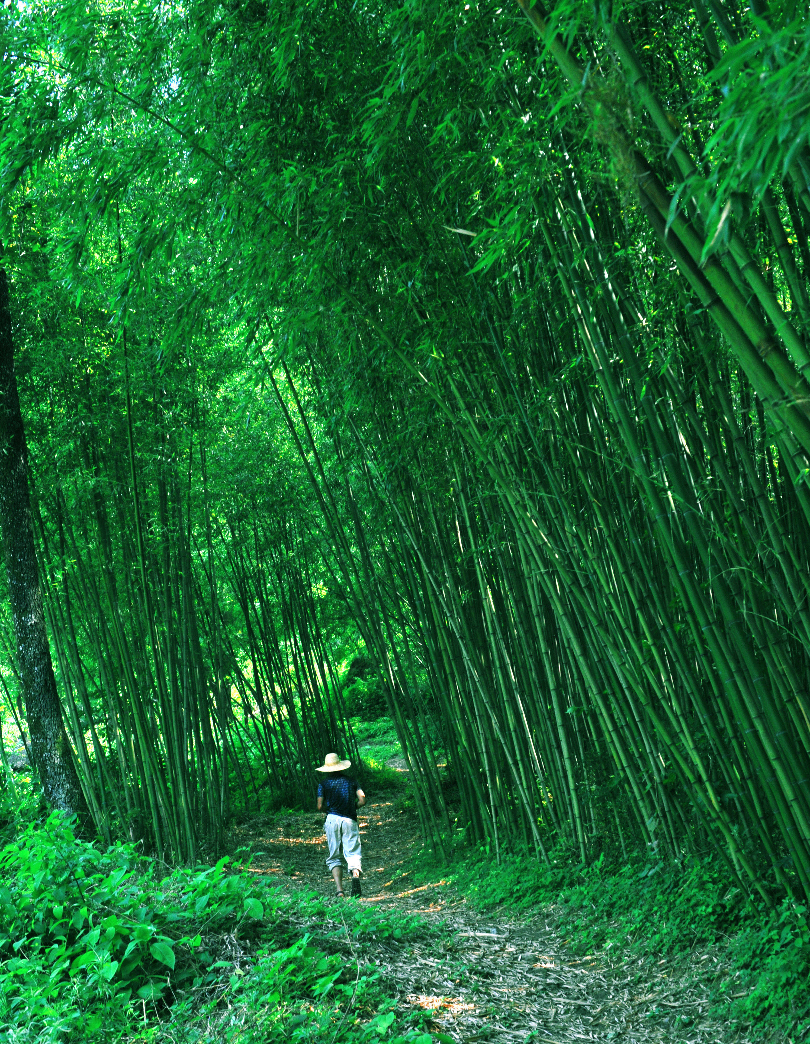 洛阳最年轻的4a景区:王府竹海的瀑布和竹林,遇见王府沟的夏天