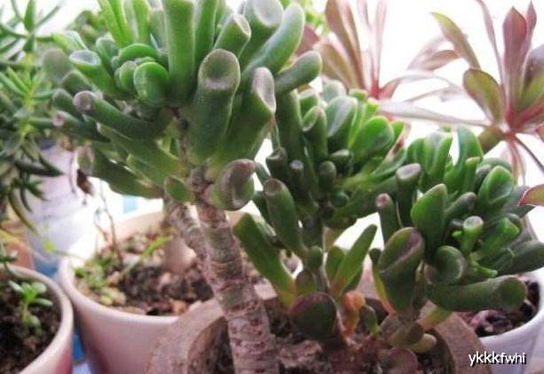 多肉植物怎么修剪成老桩 c995b409438746539d78805f74a0015a.jpeg