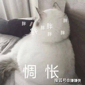 热门表情包图片:微信抖音最新最火,污猫猫摇头跳舞