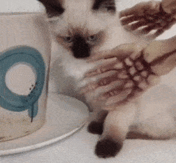 猫叔|太惨了!小猫咪都要被玩坏了!