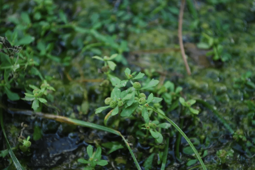 鹅不食草(石胡荽centipeda minima)