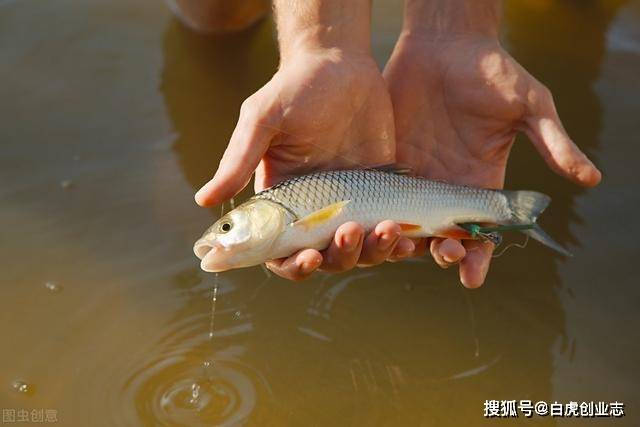 60年代农村人就算饿着肚子,也不愿意吃河里的鱼虾,这究竟是为何