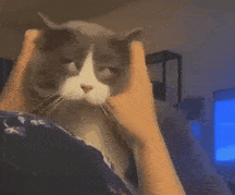 养猫|你就是让它爽的工具人在猫眼里