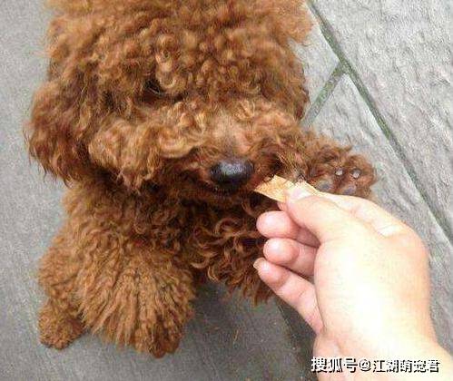 主人|只要看见吃的,就忘了主人是谁最“贪吃”的5种狗