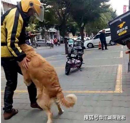主人|只要看见吃的,就忘了主人是谁最“贪吃”的5种狗