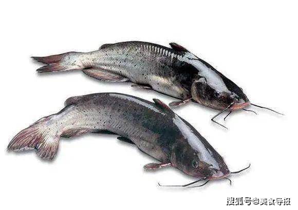 所谓的"无鳞鱼",大多指一些我们比较熟悉的河海鱼类,比如淡水鱼中的