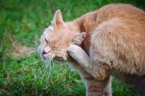 养宠经验:自己在家给猫咪洗耳朵,想给猫洗耳朵怎么做?
