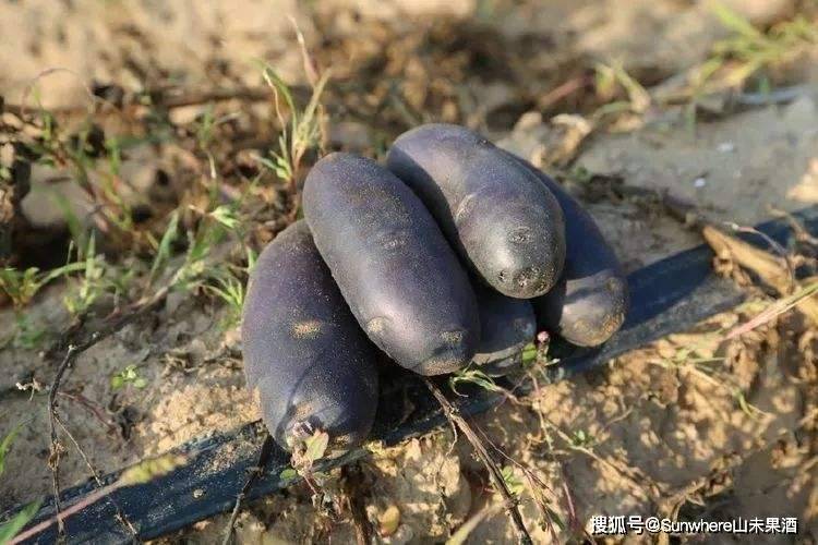 4,黑萝卜黑萝卜又叫牛蒡,牛蒡享有蔬菜之王的美誉,在日本可与人参