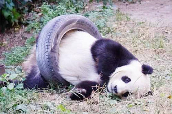 大熊猫肥胖卡在轮胎中,急得伸手向人求救,小模样让人捧腹大笑