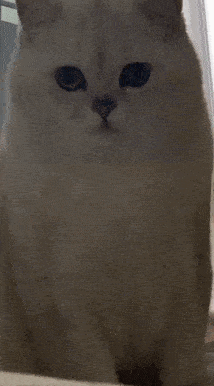 原创猫咪尽心尽力侍奉土地公公,画面太有爱了