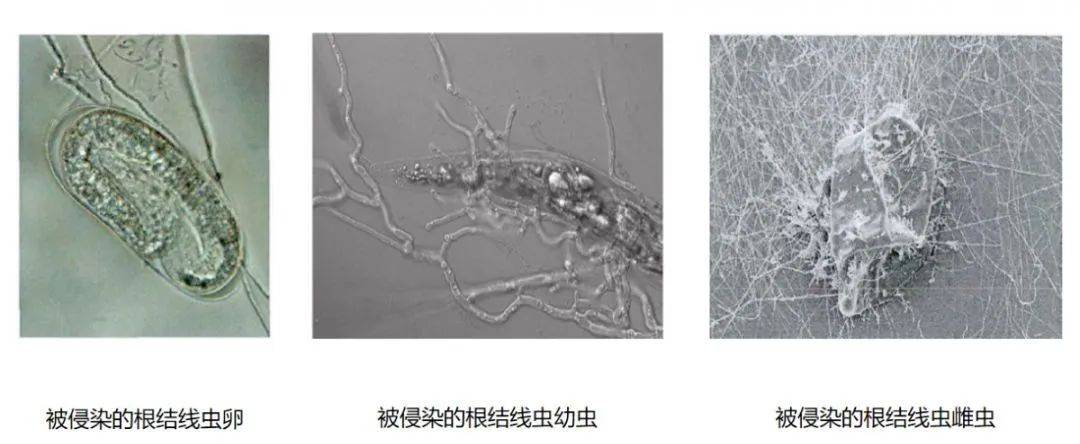 淡紫紫孢菌对线虫进行寄生   图源:网络