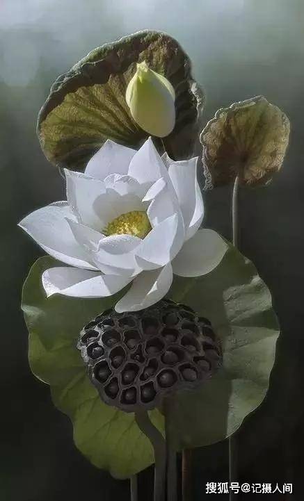 风光摄影组图:夏日炎炎,荷花太美,一念心清净处处莲花