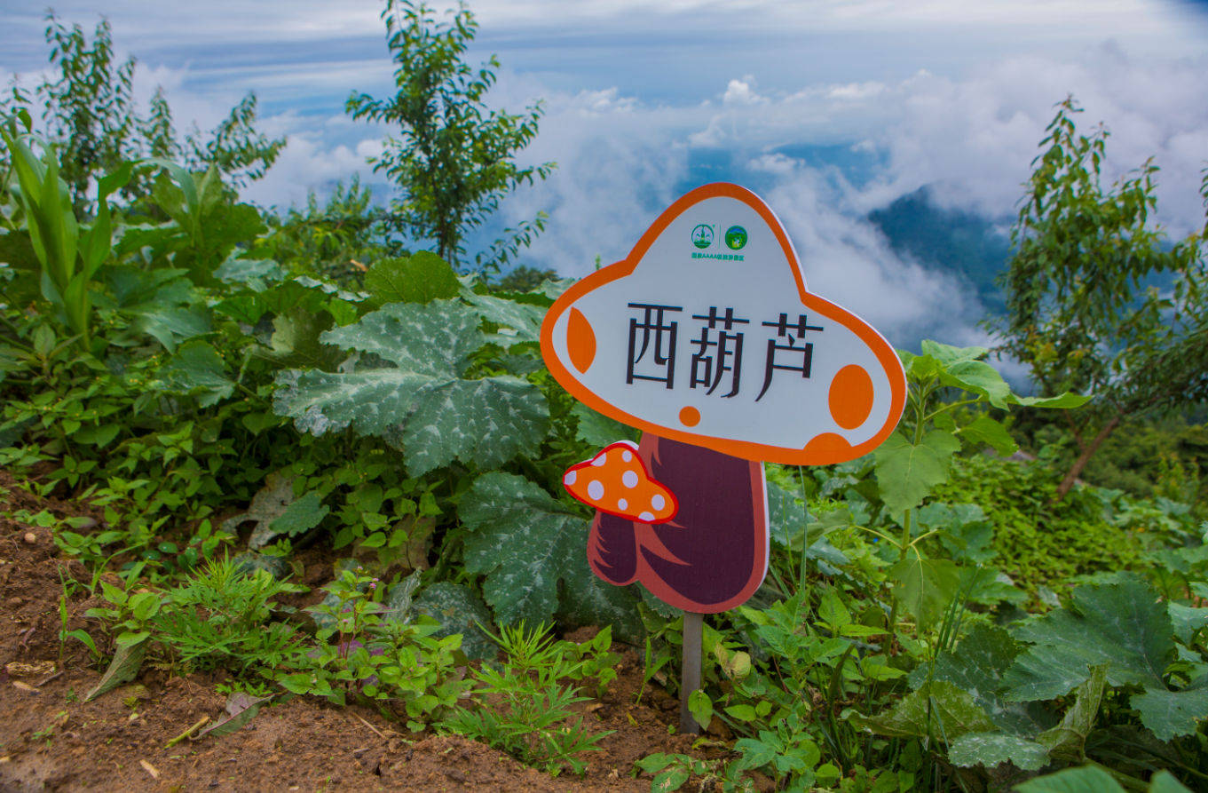 美味|居然是夏季消暑好东西诧异！当地人害怕的这种“美味”