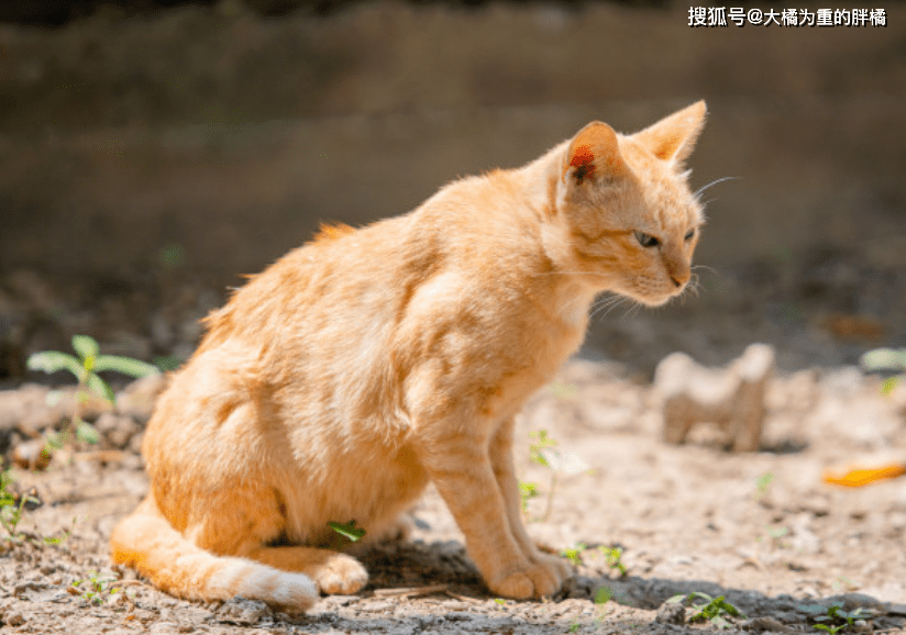 被猫吓到了怎么办