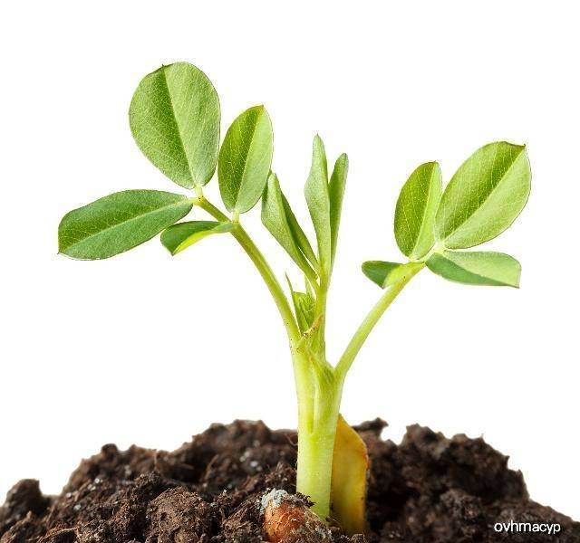 原创老吾老:花生后发芽更营养?这种情况下别吃发芽的花生
