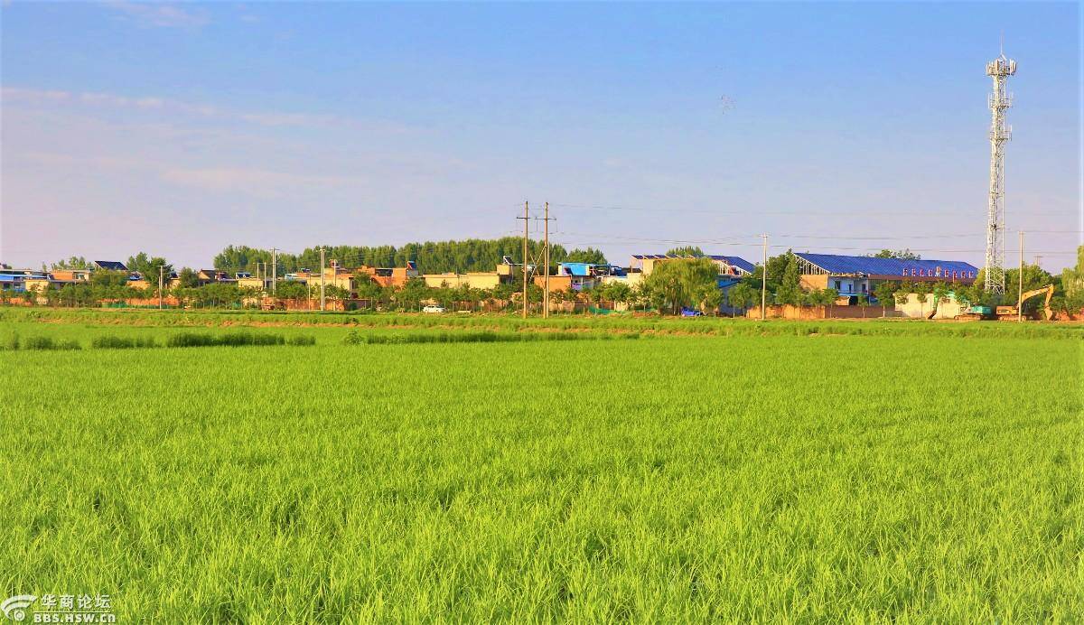 秦岭角下东大镇西大村向日葵地里观日落