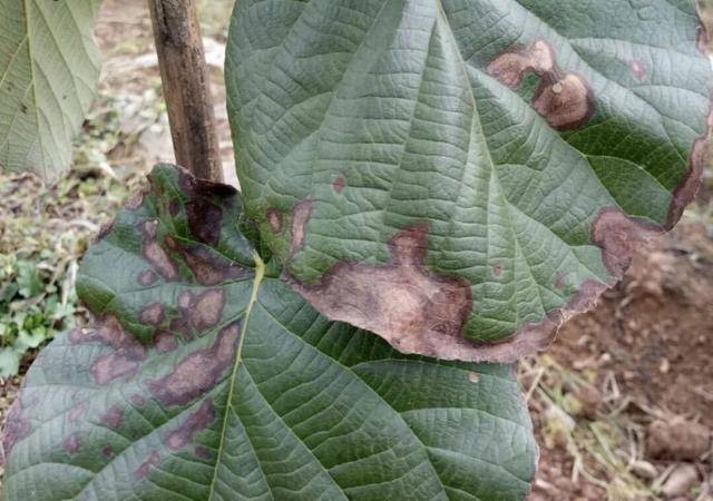 褐斑炭疽软腐病猕猴桃近期需防治的三个病害个个厉害