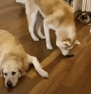 满眼都是麻麻 不得不说,金毛真是用实际行动证明:金大嘴也不全是吃货!