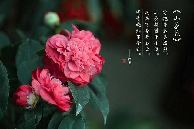 美哉云南 | "朝佛不朝王"的人格神树—美文:诗僧担当与《山茶花》