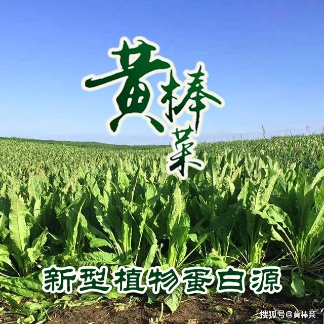 黄棒菜—新型植物蛋白源