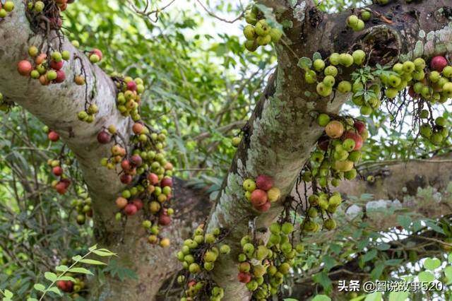 它属无花果却开花,果子像北方野山楂,游客:广西这树到底是啥?