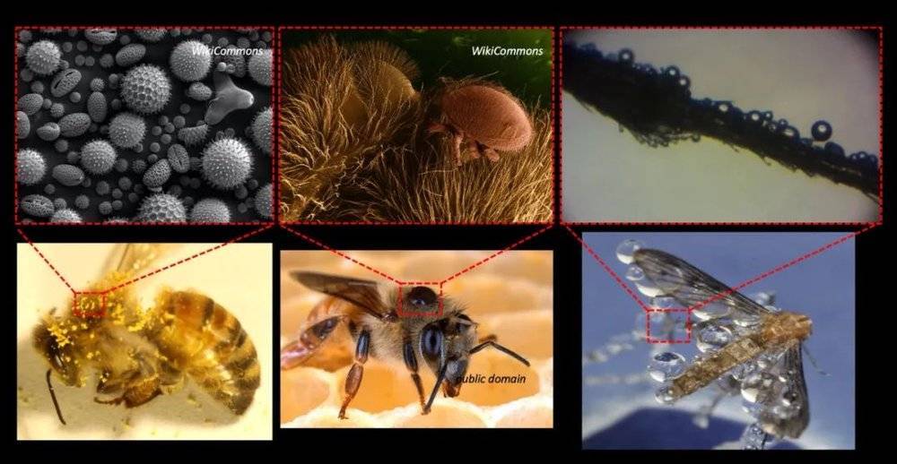 蜜蜂家校怎么弄 afe8cdf4598e48888822ae41a3b0bf00.jpeg