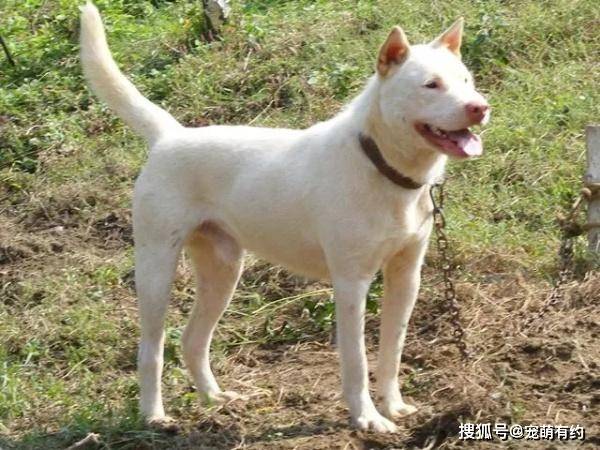 下司犬,川东猎犬,两大中华名猎,遗憾的是现已濒临灭绝