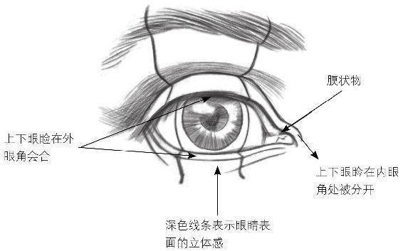 动漫人物的眼睛怎么画