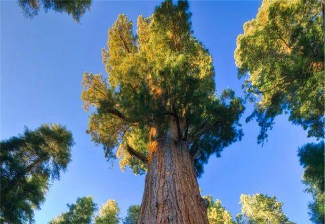 原创世界上体积大的参天古树,已有3500年历史,诞生时中国还在商朝