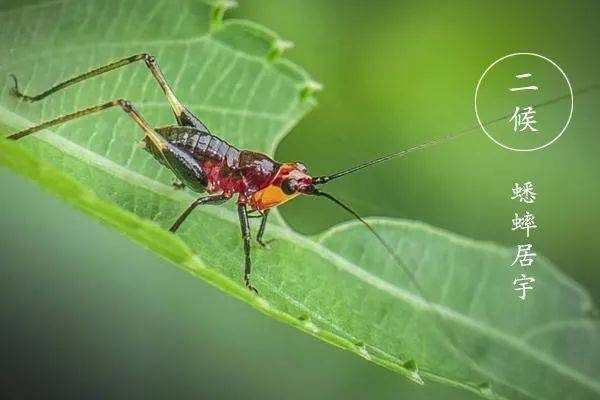 丫环|井栏壶中寓意深，不懂井栏壶，人生难成功！出梅入伏，高考顺利