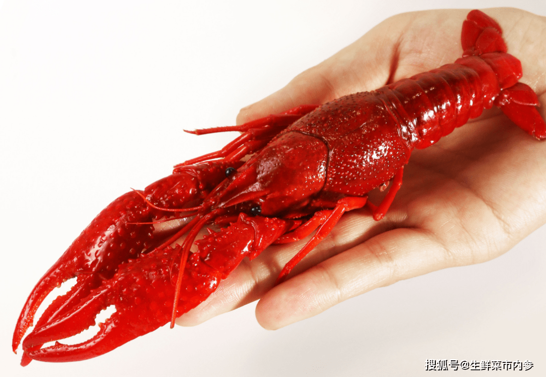 一路小跑菜市"一只大虾"来了,平均1两1只!虾肉饱满,钳肉占满整个虾钳.