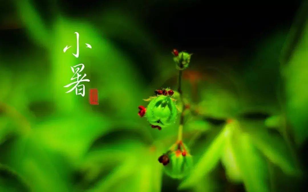 丫环|井栏壶中寓意深，不懂井栏壶，人生难成功！出梅入伏，高考顺利