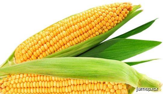 极品|也是炒菜煲汤的好伴侣它是粗粮中的极品