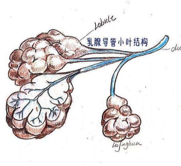 3, (一颗很硬活动的花生米或核桃)乳腺纤维腺瘤