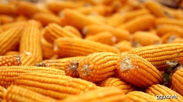 肠胃|两者结合是“天然痔疮栓”，常吃排毒通便此物和玉米相生相辅