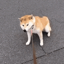 日本小姐姐家的柴犬,解锁了n种拒绝回家的新姿势_汪星